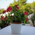 Yurta Glamping San Leone & Casa Baia Blu Bed & Breakfast 3*